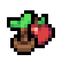 Apple Sapling