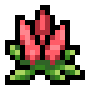 Celosia