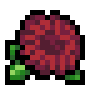 Chrysanthemum
