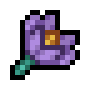 Crocus