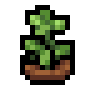 Faux Oregano