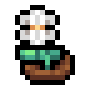 Faux Snowdrop Anemone
