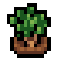 Faux Thyme
