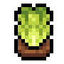 Faux Tide Lettuce