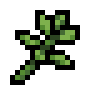 Oregano