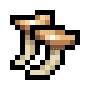 Oyster Mushroom