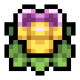 Viola