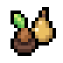 Pear Sapling