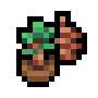 Pine Sapling