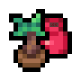 Pomegranate Sapling