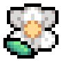 Snowdrop Anemone